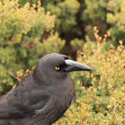 Strepera fuliginosa (Black Currawong) at Cradle Mountain, TAS - 8 Sep 2022 by Rixon