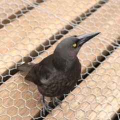 Strepera fuliginosa at Cradle Mountain, TAS - 8 Sep 2022 02:11 PM