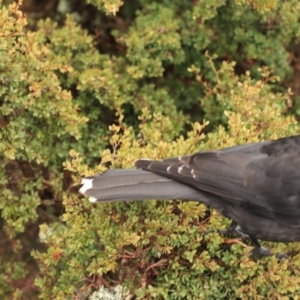 Strepera fuliginosa at Cradle Mountain, TAS - 8 Sep 2022