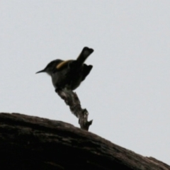 Phylidonyris pyrrhopterus (Crescent Honeyeater) at Cradle Mountain National Park - 9 Sep 2022 by Rixon