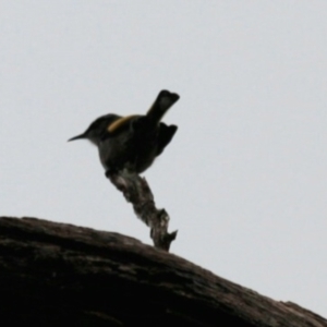 Phylidonyris pyrrhopterus at Cradle Mountain, TAS - 9 Sep 2022 10:26 AM