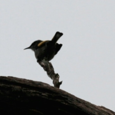 Phylidonyris pyrrhopterus (Crescent Honeyeater) at Cradle Mountain National Park - 9 Sep 2022 by Rixon