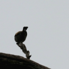 Phylidonyris pyrrhopterus at Cradle Mountain, TAS - 9 Sep 2022 10:26 AM