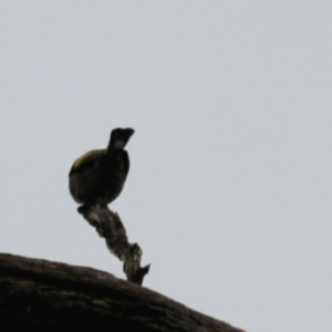 Phylidonyris pyrrhopterus at Cradle Mountain, TAS - 9 Sep 2022