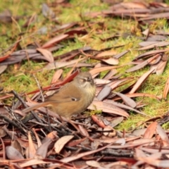 Sericornis humilis (Tasmanian Scrubwren) at Cradle Mountain, TAS - 10 Sep 2022 by Rixon