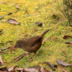 Sericornis humilis at Cradle Mountain, TAS - 10 Sep 2022