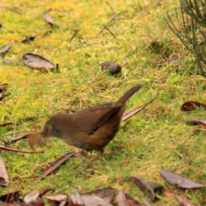 Sericornis humilis at Cradle Mountain, TAS - 10 Sep 2022