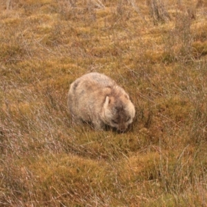 Vombatus ursinus at Cradle Mountain, TAS - 8 Sep 2022