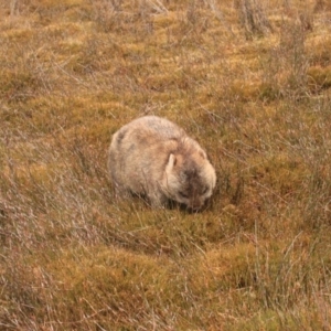 Vombatus ursinus at Cradle Mountain, TAS - 8 Sep 2022 03:24 PM