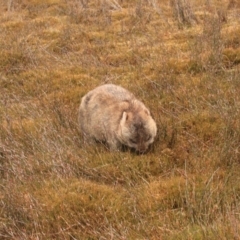 Vombatus ursinus (Common Wombat, Bare-nosed Wombat) at Cradle Mountain, TAS - 8 Sep 2022 by Rixon