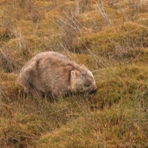 Vombatus ursinus at Cradle Mountain, TAS - 8 Sep 2022 03:24 PM