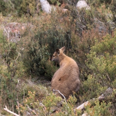 Notamacropus rufogriseus (Red-necked Wallaby) at Cradle Mountain National Park - 7 Sep 2022 by Rixon