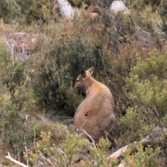 Notamacropus rufogriseus (Red-necked Wallaby) at Cradle Mountain, TAS - 7 Sep 2022 by Rixon