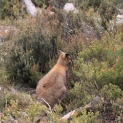 Notamacropus rufogriseus at Cradle Mountain, TAS - 7 Sep 2022