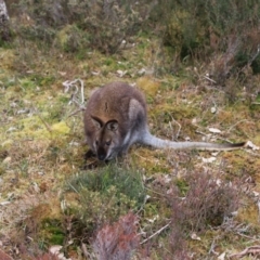 Notamacropus rufogriseus at Cradle Mountain, TAS - 7 Sep 2022