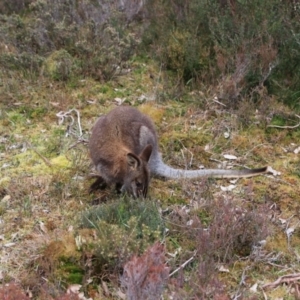 Notamacropus rufogriseus at Cradle Mountain, TAS - 7 Sep 2022