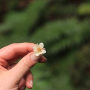 Atherosperma moschatum at Moina, TAS - 9 Sep 2022