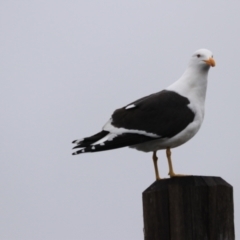 Larus dominicanus (Kelp Gull) at Southwest, TAS - 10 Sep 2022 by Rixon