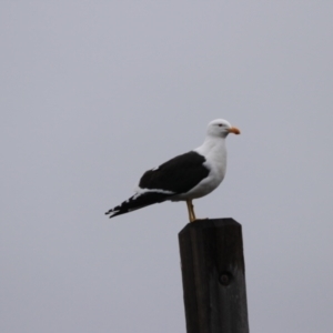 Larus dominicanus at Southwest, TAS - 10 Sep 2022