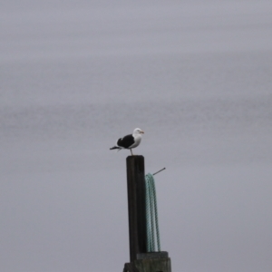 Larus dominicanus at Southwest, TAS - 10 Sep 2022