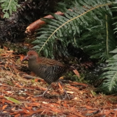 Lewinia pectoralis (Lewin's Rail) at Strathgordon, TAS - 10 Sep 2022 by Rixon