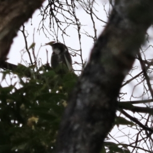 Phylidonyris pyrrhopterus at Strathgordon, TAS - 10 Sep 2022