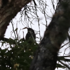 Phylidonyris pyrrhopterus at Strathgordon, TAS - 10 Sep 2022 04:00 PM