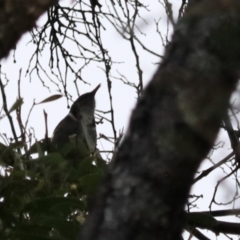 Phylidonyris pyrrhopterus at Strathgordon, TAS - 10 Sep 2022 04:00 PM