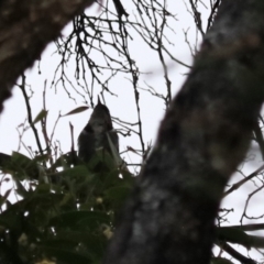 Phylidonyris pyrrhopterus at Strathgordon, TAS - 10 Sep 2022 04:00 PM