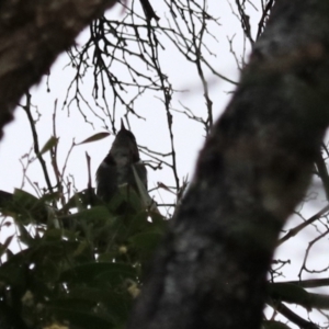 Phylidonyris pyrrhopterus at Strathgordon, TAS - 10 Sep 2022 04:00 PM