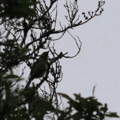 Phylidonyris pyrrhopterus (Crescent Honeyeater) at Strathgordon, TAS - 10 Sep 2022 by Rixon