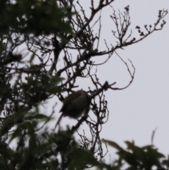 Phylidonyris pyrrhopterus at Strathgordon, TAS - 10 Sep 2022 02:14 PM