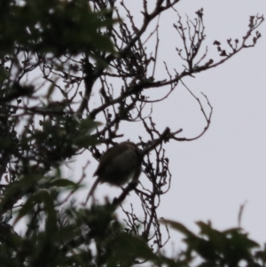 Phylidonyris pyrrhopterus at Strathgordon, TAS - 10 Sep 2022