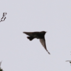 Phylidonyris pyrrhopterus at Strathgordon, TAS - 10 Sep 2022 02:14 PM