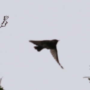 Phylidonyris pyrrhopterus at Strathgordon, TAS - 10 Sep 2022