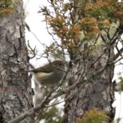 Acanthiza ewingii (Tasmanian Thornbill) at Franklin-Gordon Wild Rivers NP - 10 Sep 2022 by Rixon