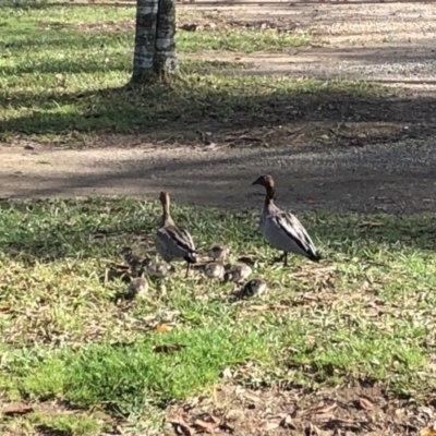 Chenonetta jubata (Australian Wood Duck) at Bellingen, NSW - 9 Sep 2022 by Topknot