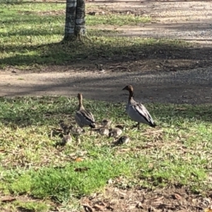 Chenonetta jubata at Bellingen, NSW - 10 Sep 2022