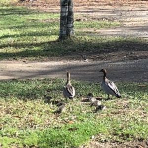 Chenonetta jubata at Bellingen, NSW - 10 Sep 2022 09:00 AM