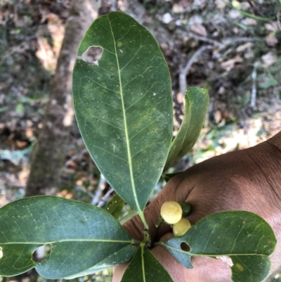 Acronychia imperforata (beach acronychia) at Bongil Bongil National Park - 10 Sep 2022 by Topknot