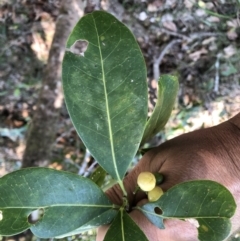 Unidentified Other Tree (TBC) at Bundagen, NSW - 10 Sep 2022 by Topknot