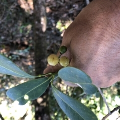 Acronychia imperforata at Bundagen, NSW - 10 Sep 2022