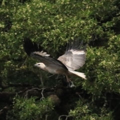 Haliaeetus leucogaster (White-bellied Sea-Eagle) at Franklin-Gordon Wild Rivers NP - 10 Sep 2022 by Rixon