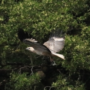 Haliaeetus leucogaster at Strathgordon, TAS - 10 Sep 2022 12:15 PM