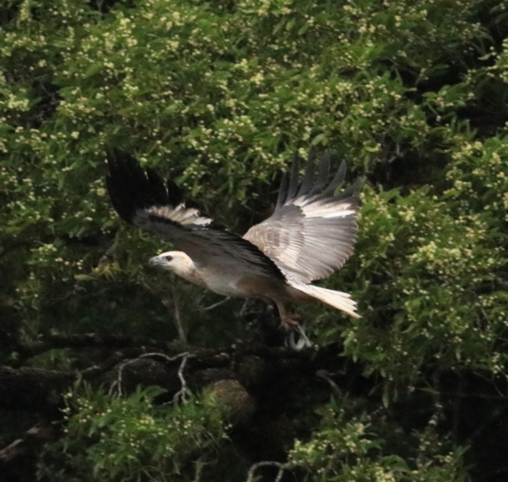 Haliaeetus leucogaster at Strathgordon, TAS - 10 Sep 2022