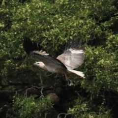 Haliaeetus leucogaster (White-bellied Sea-Eagle) at Strathgordon, TAS - 10 Sep 2022 by Rixon