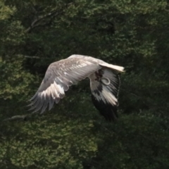 Haliaeetus leucogaster at Strathgordon, TAS - 10 Sep 2022 12:15 PM