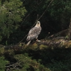 Haliaeetus leucogaster at Strathgordon, TAS - 10 Sep 2022 12:15 PM