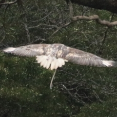 Haliaeetus leucogaster at Strathgordon, TAS - 10 Sep 2022 12:15 PM