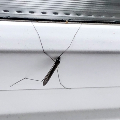 Tipulidae or Limoniidae (family) (Unidentified Crane Fly) at Aranda, ACT - 7 Sep 2022 by KMcCue